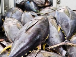 Cá ngừ đại dương đặc sản trời ban cho Phú Yên